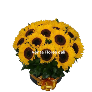 Caja con girasoles redondo 50
